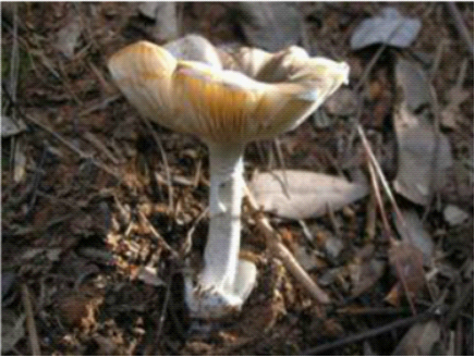 4һƶ1
