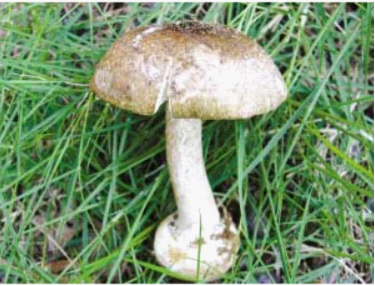 5һƶ2