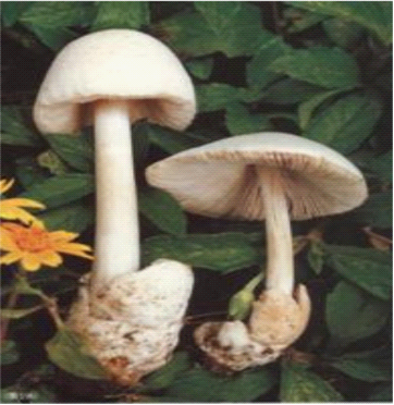 7ճǰŹ